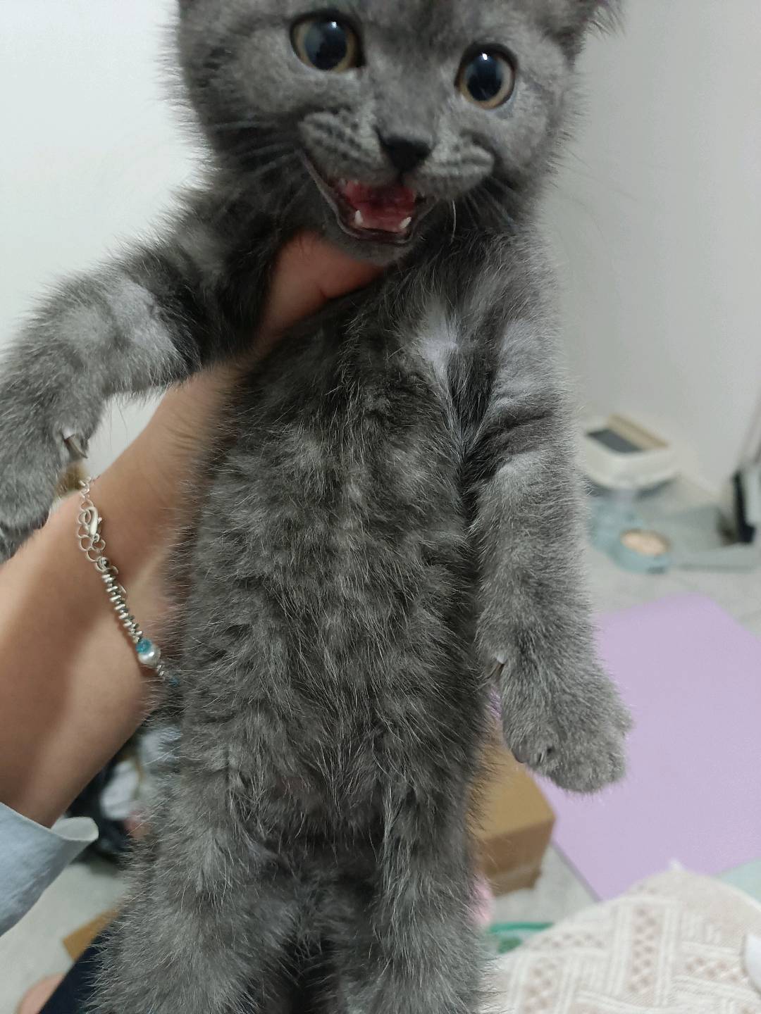 猫猫其它