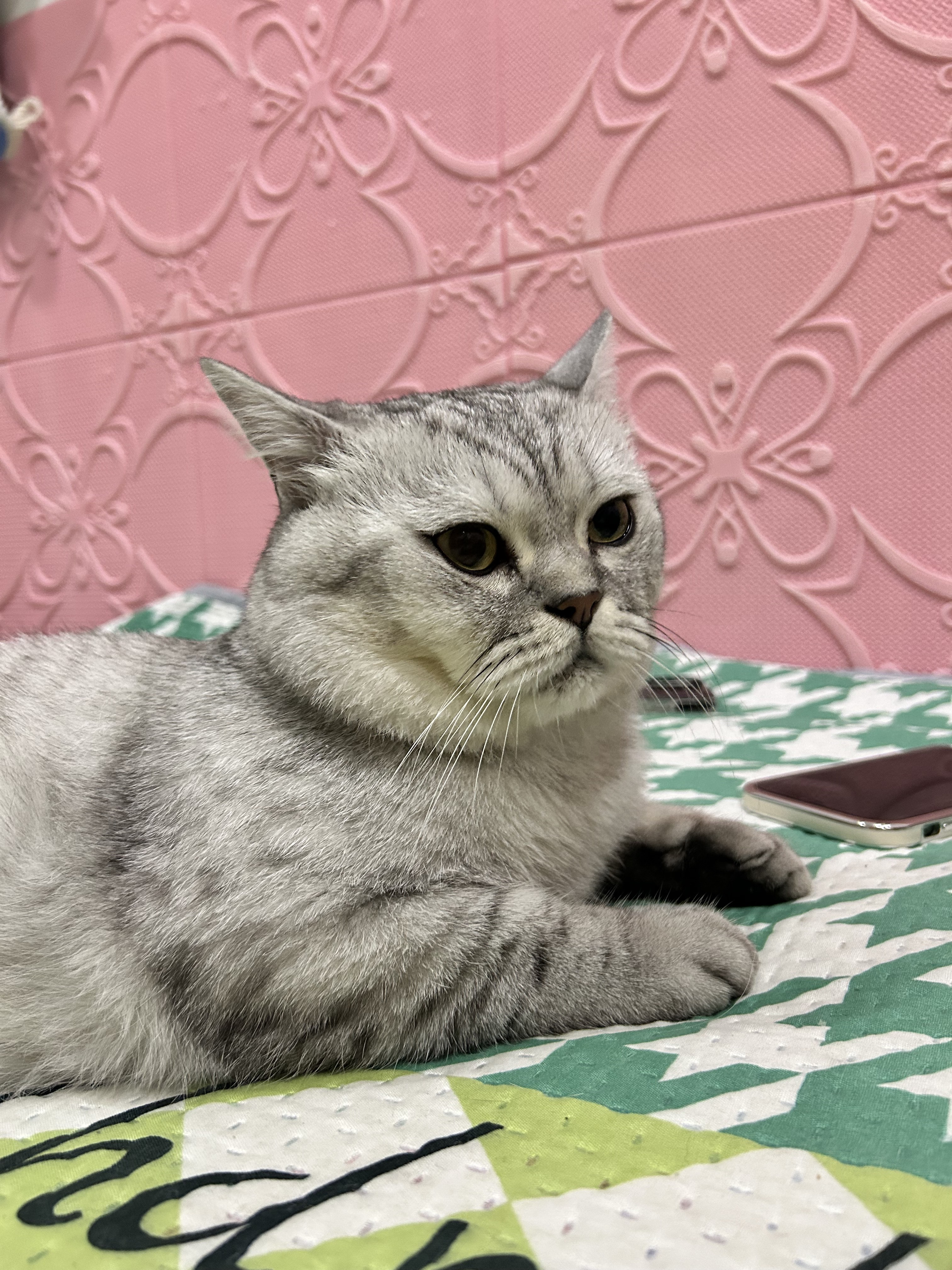 猫猫英国短毛猫