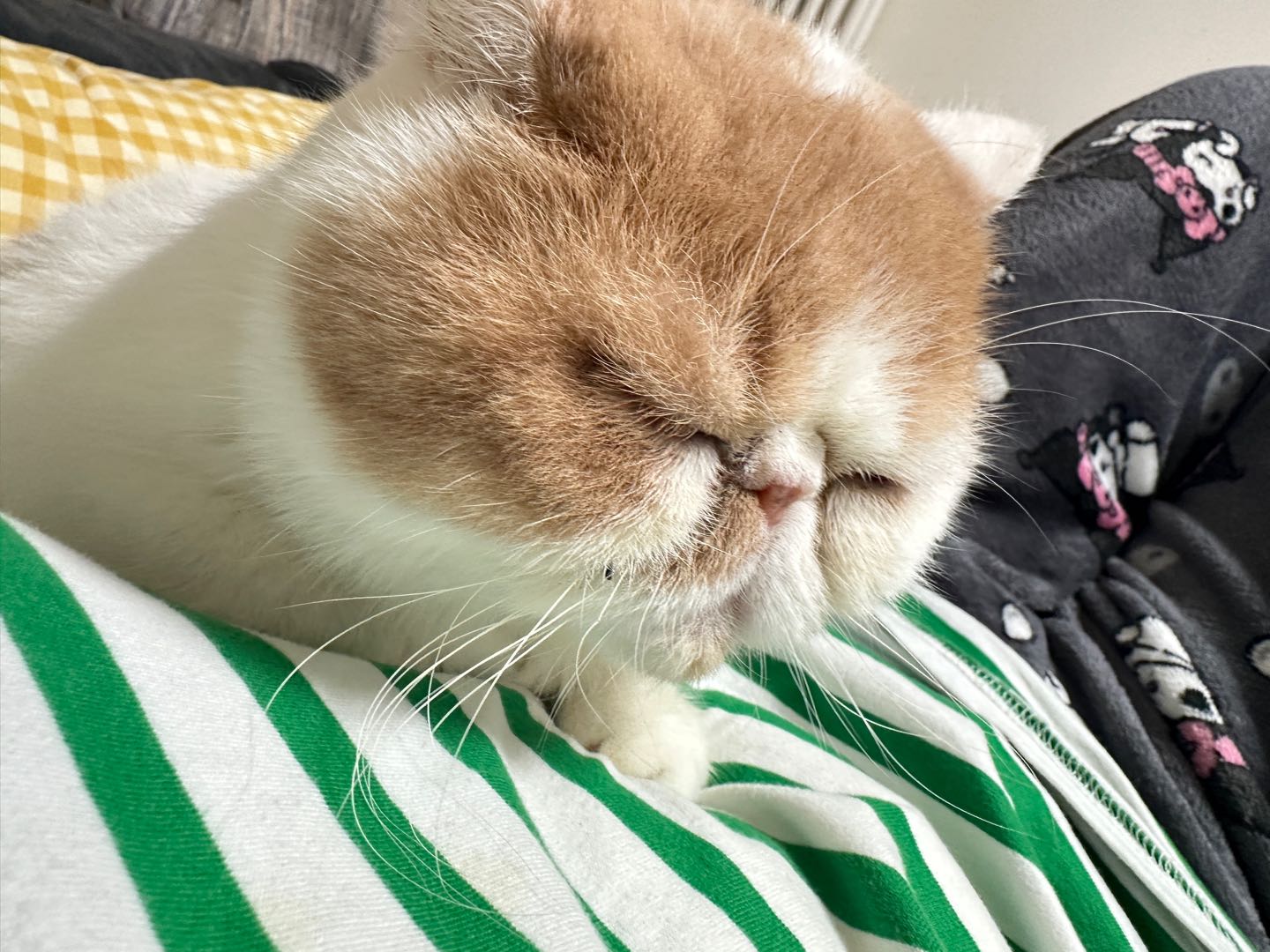 北京，接上门喂养猫猫狗狗，代遛狗业务。