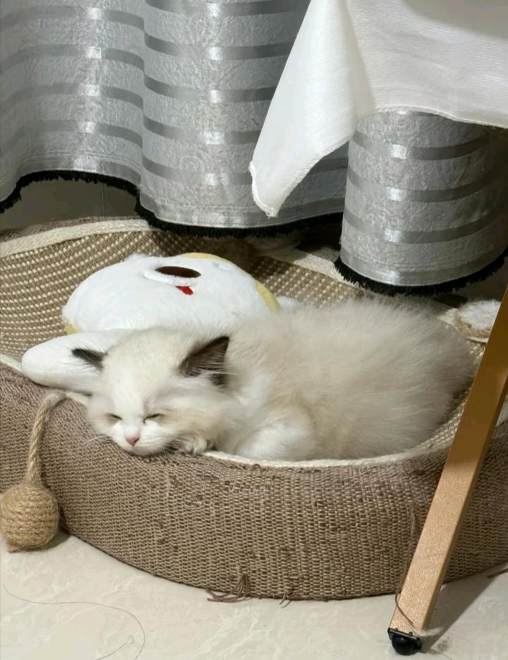 个人原因养不了 希望有好人领养他们 #猫咪领养[超话]##宠物[超话]##猫咪[超话]# ​​​