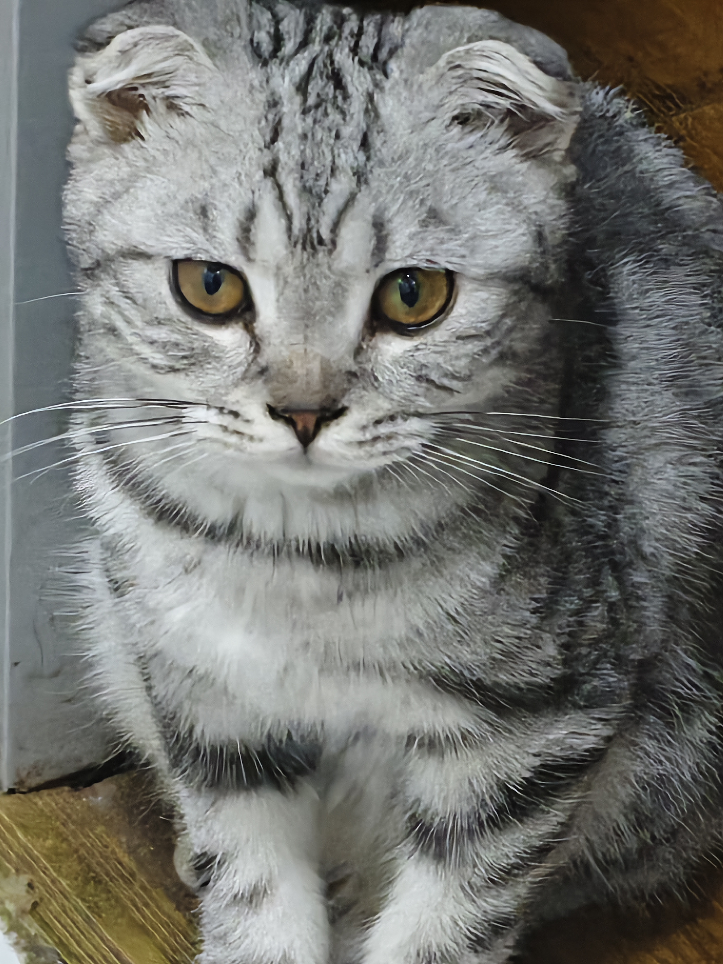 猫猫（其它）