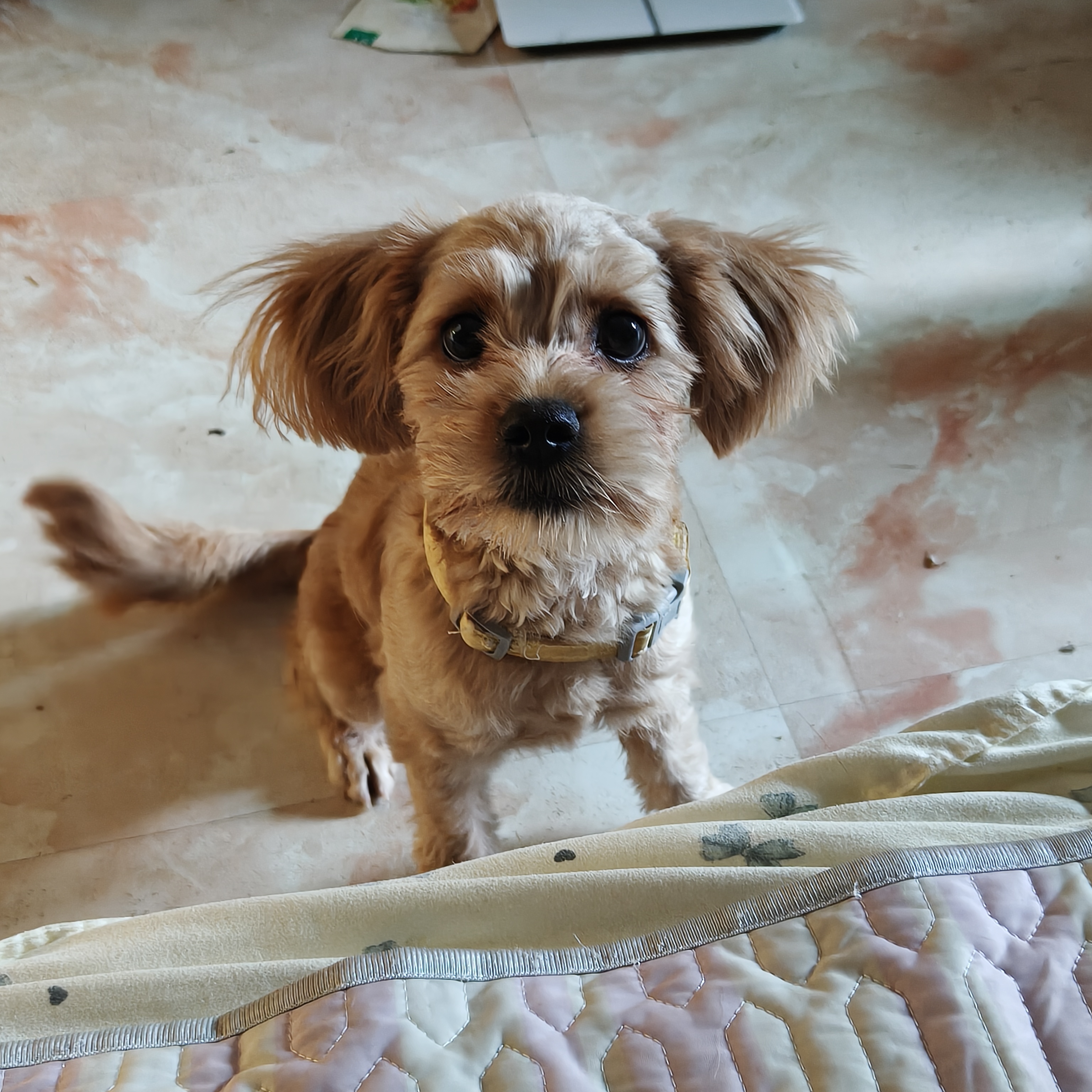 狗狗其它