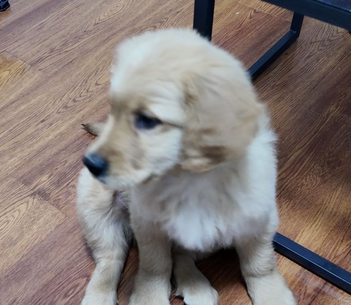 狗狗金毛犬