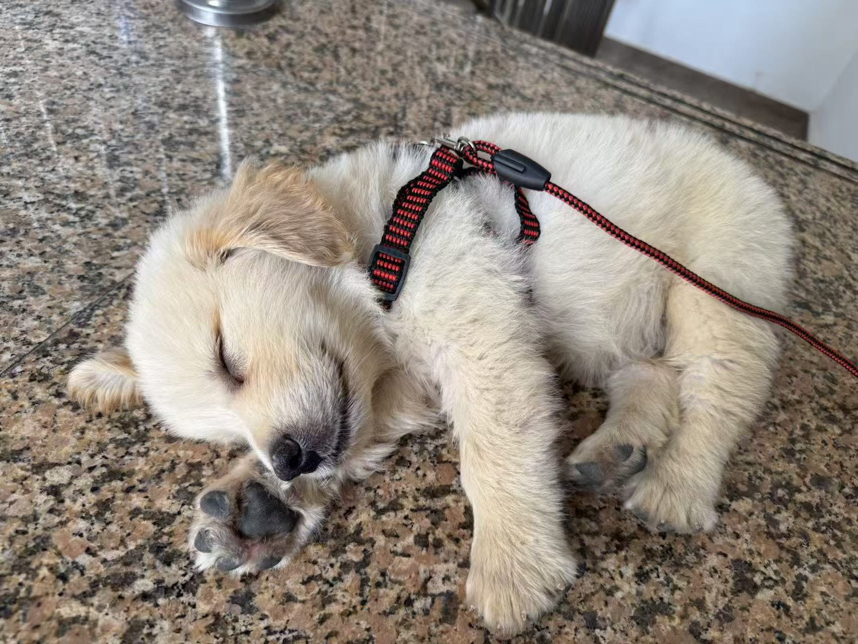 狗狗萌宠档案