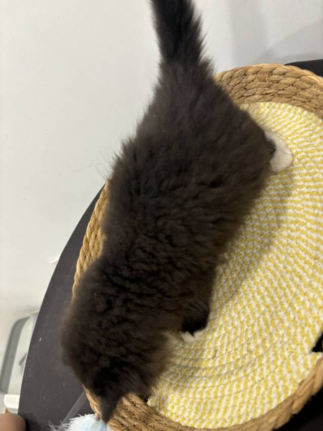 猫猫（英国短毛猫）