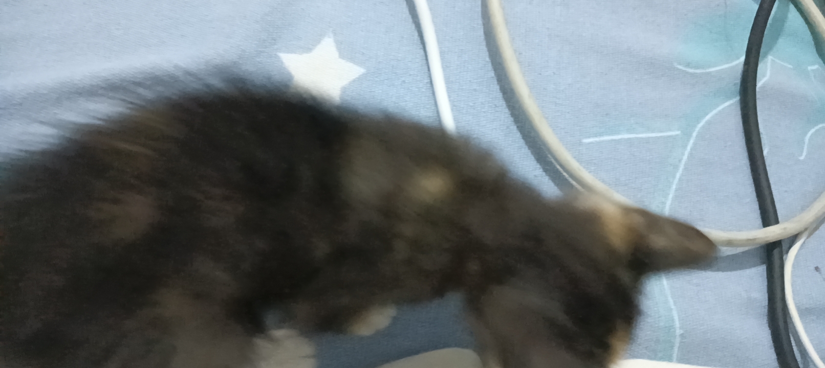 寄养，周末接回家，价格实惠
小奶猫