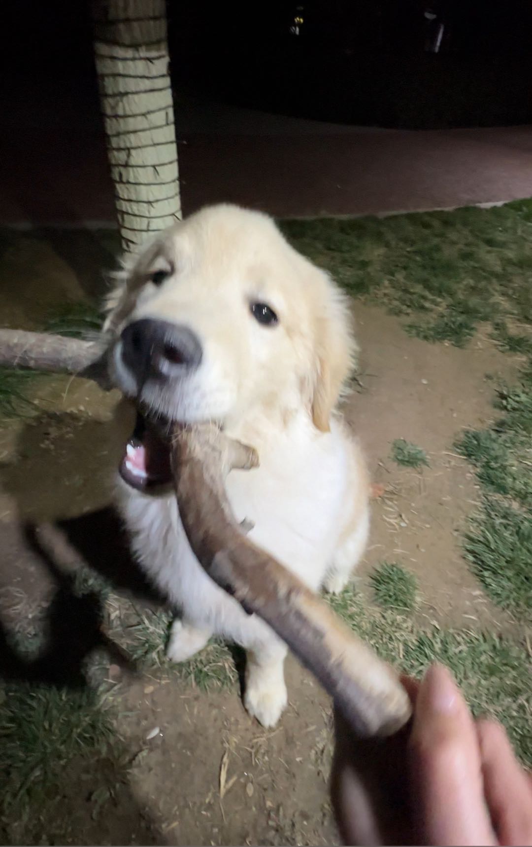 狗狗金毛犬