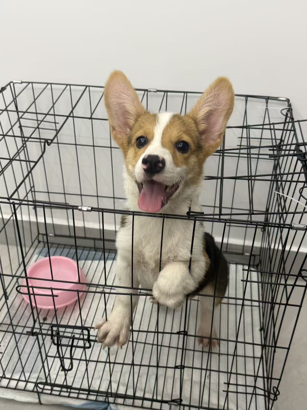 狗狗柯基犬