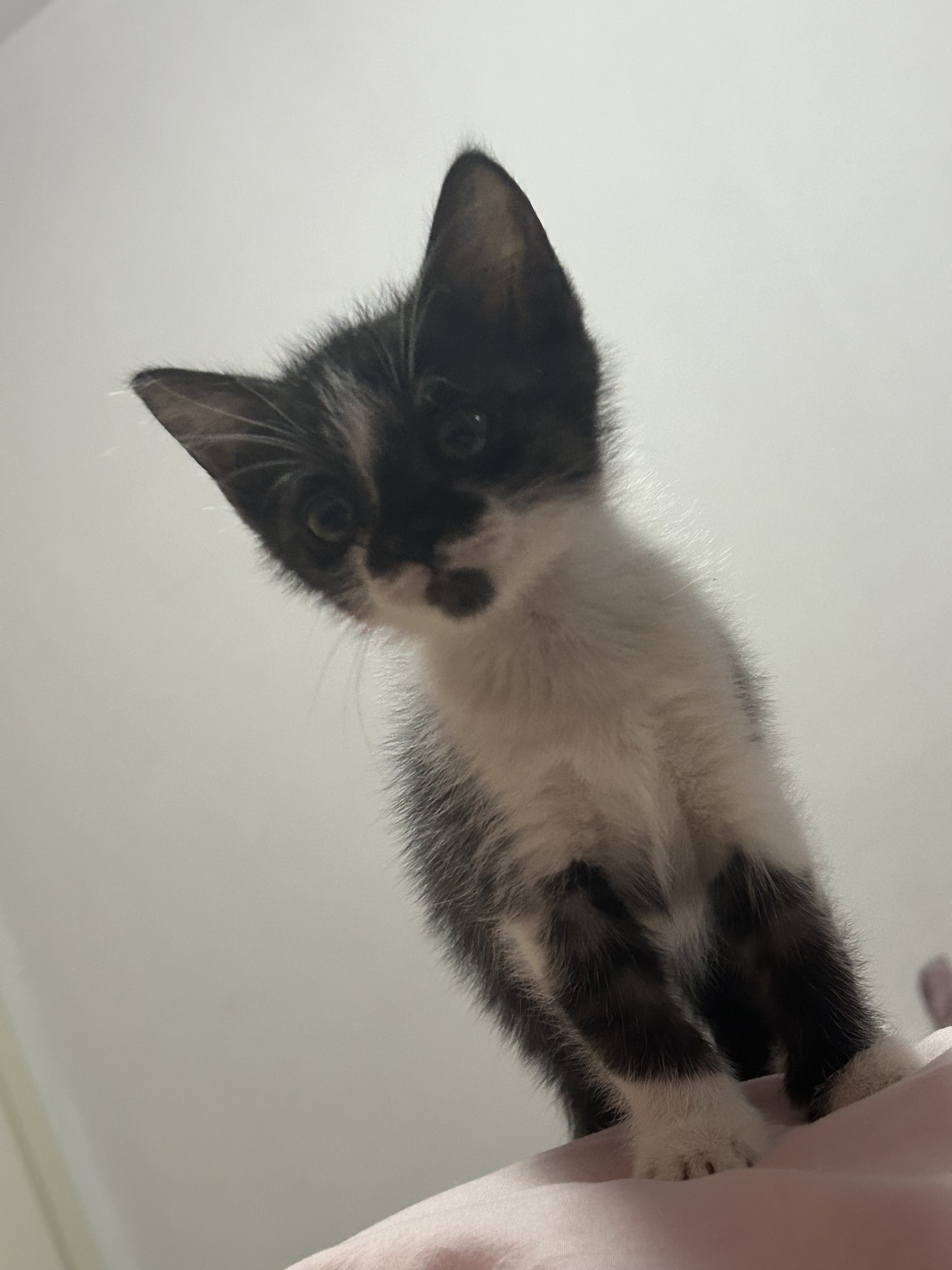 猫猫其它