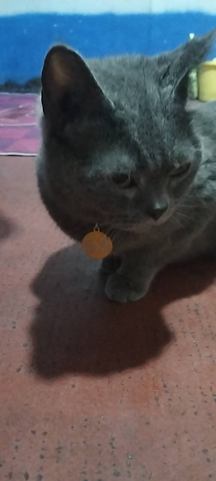 谁家有乳白公猫 解我家配一窝成功有一只小猫 我找远的哦