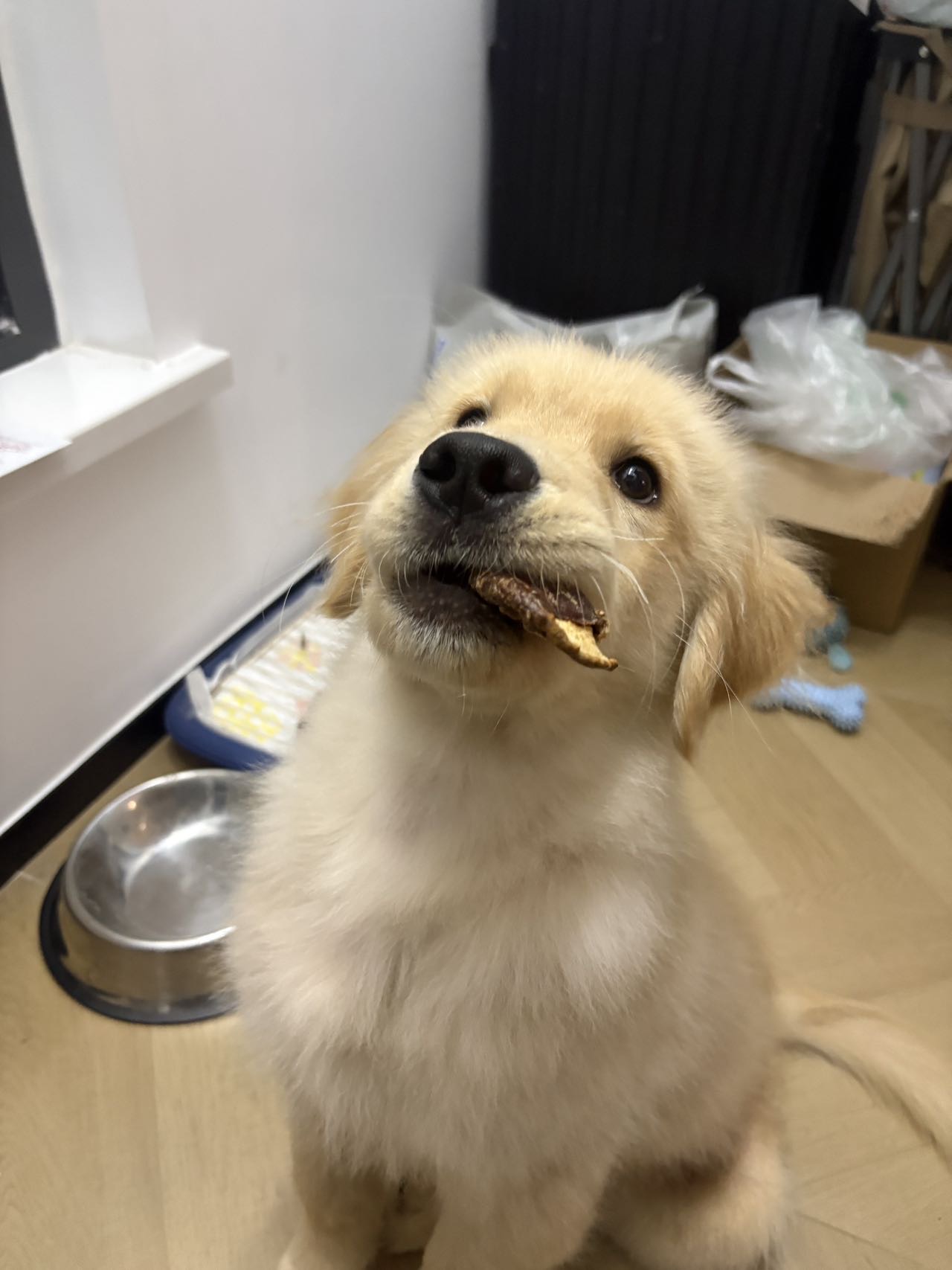 狗狗萌宠档案