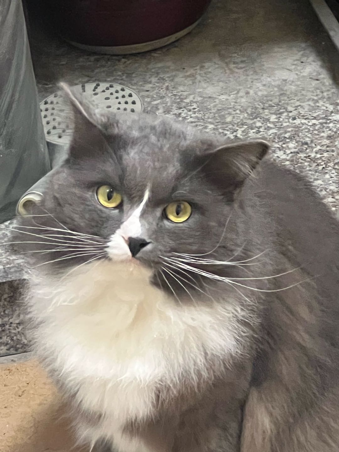 猫猫英国短毛猫