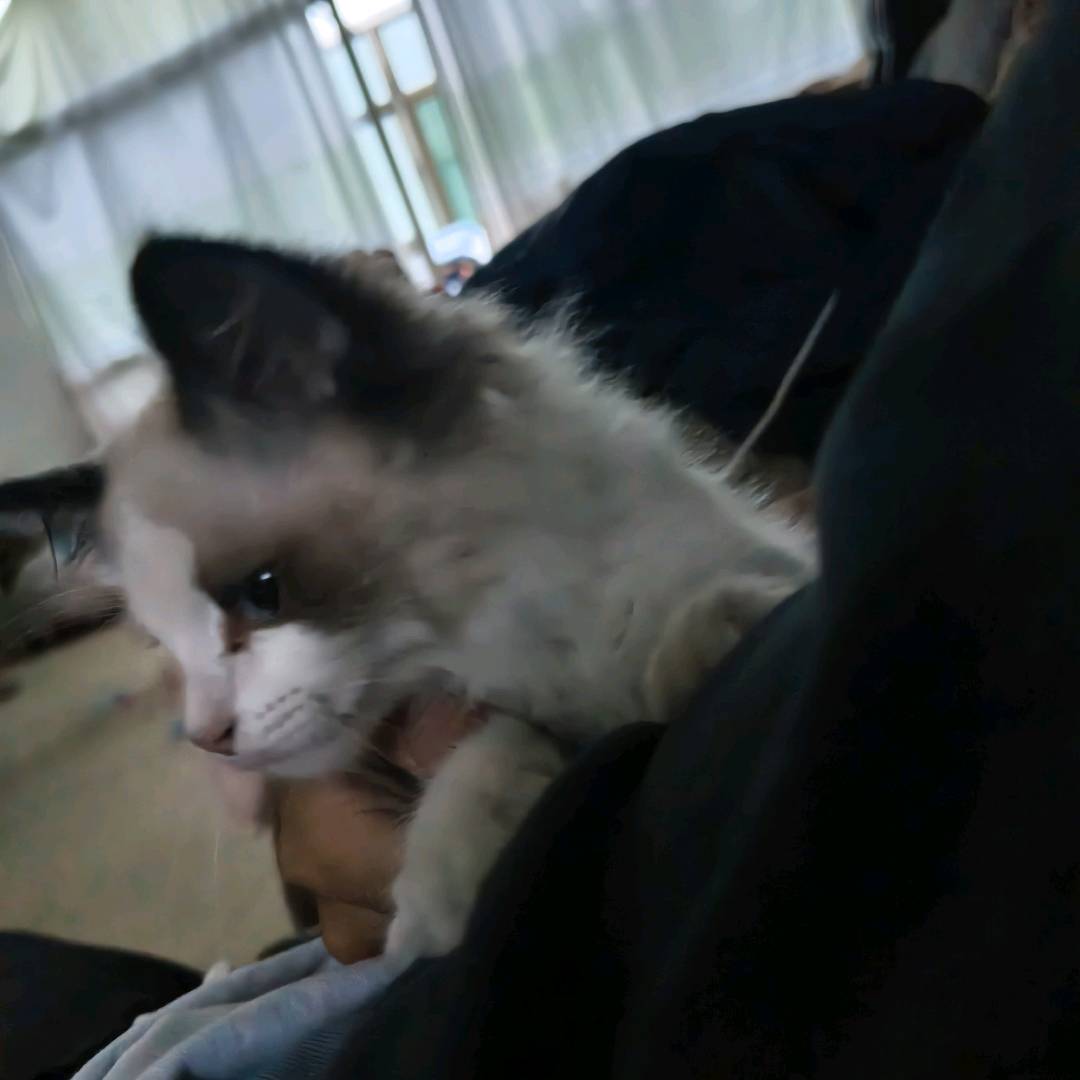 给小猫找个新家