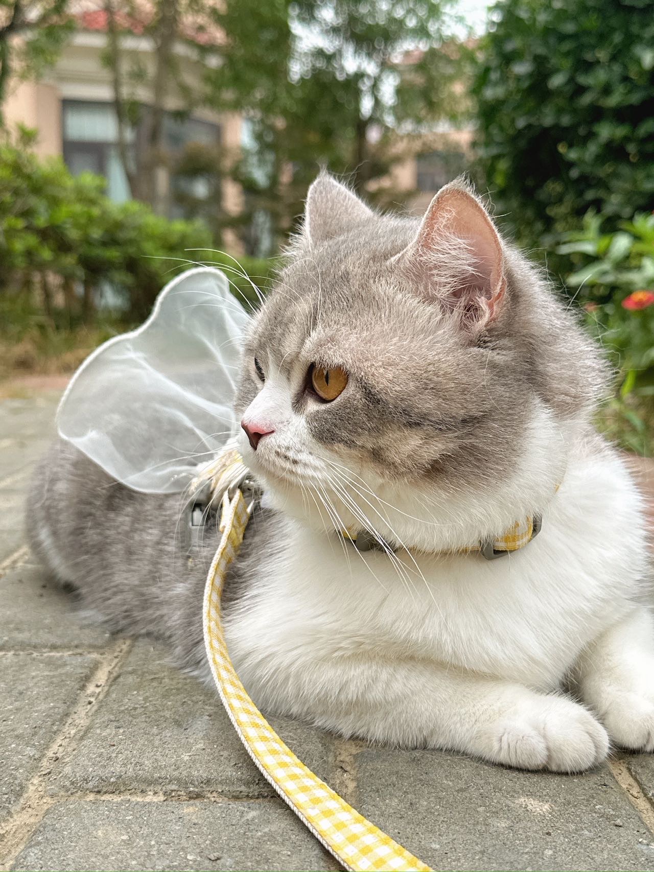 家养公猫尿闭，经济负责无能力承担导尿医药费，无偿送养托付救助，只求猫咪能活命，可送猫上门