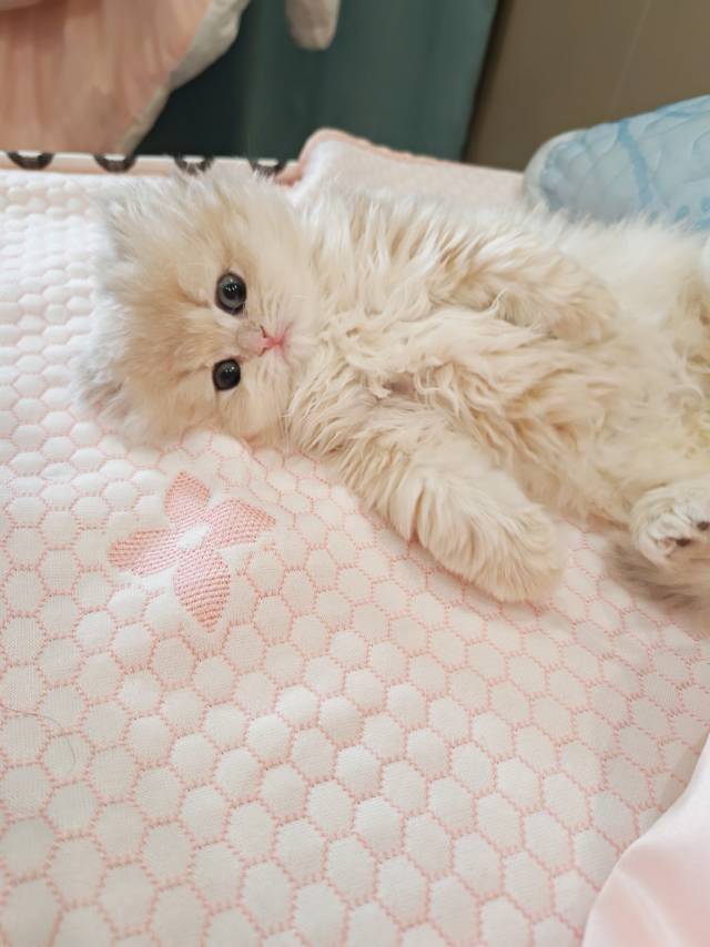 萌宠档案
