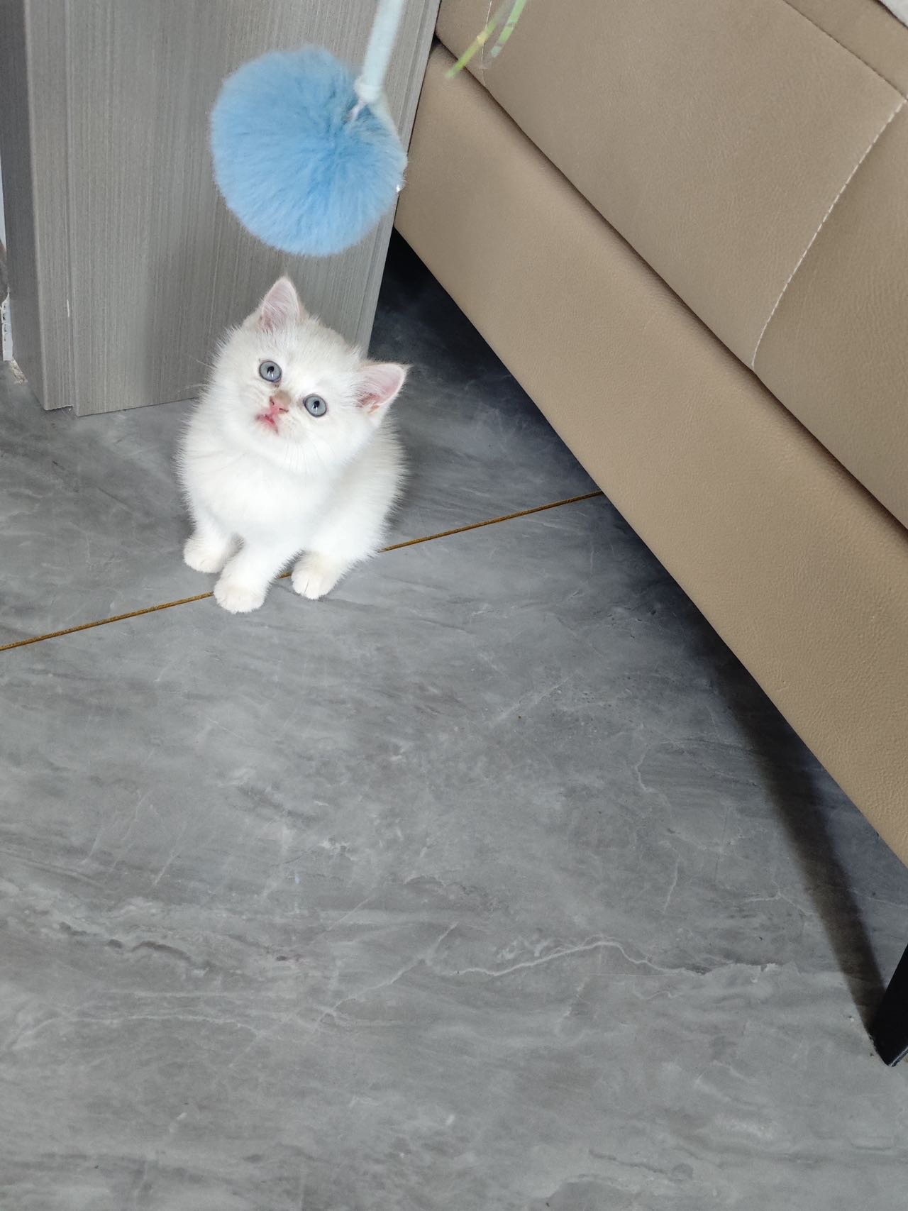 猫猫银渐层
