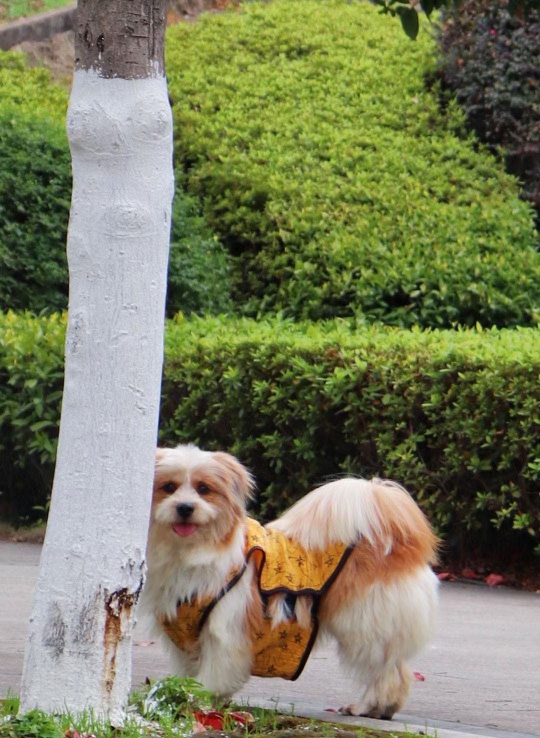 狗狗其它