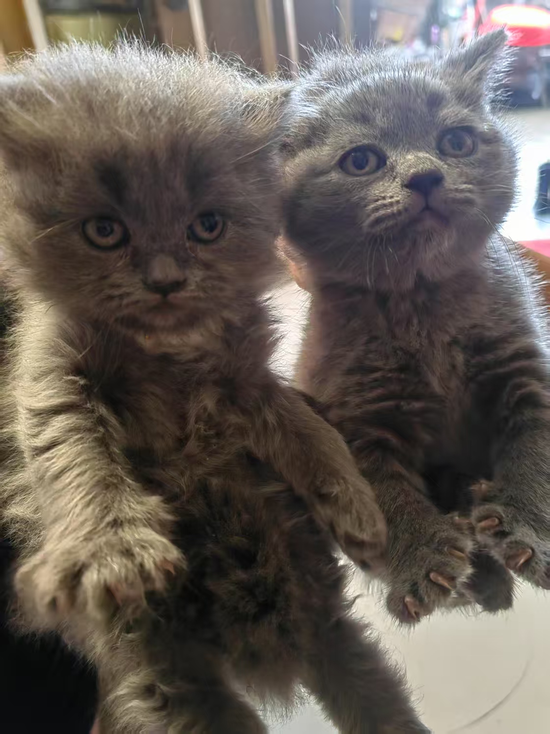 猫猫英国短尾猫