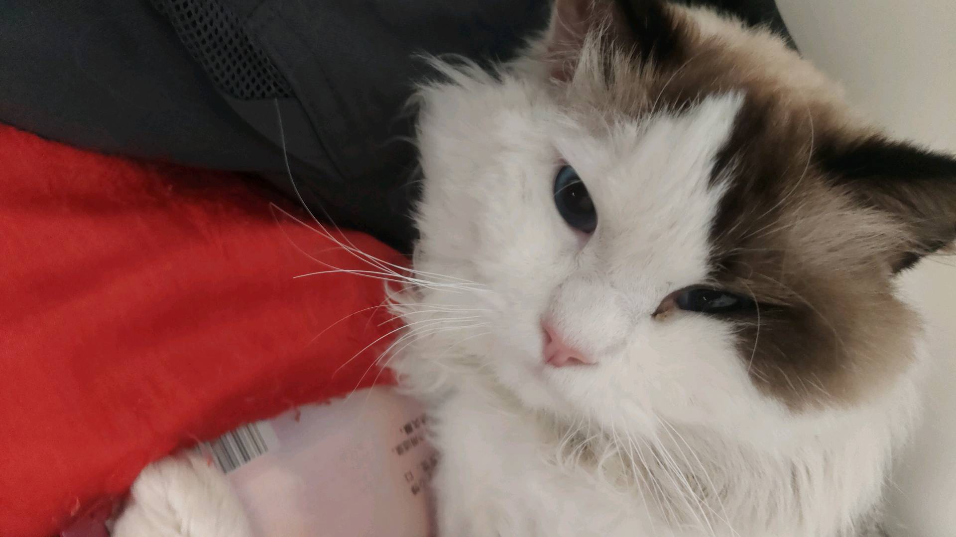猫猫布偶猫