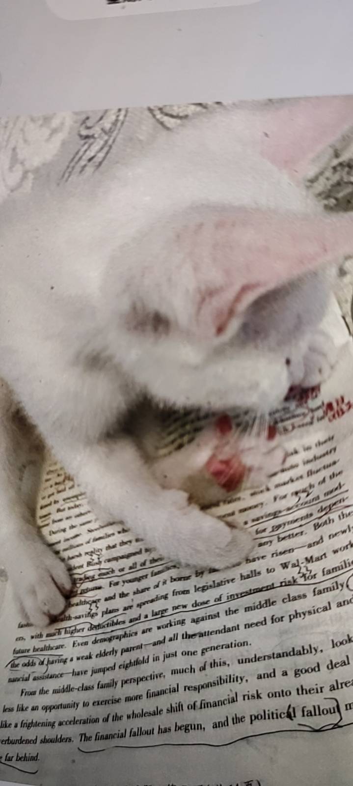 猫猫萌宠档案