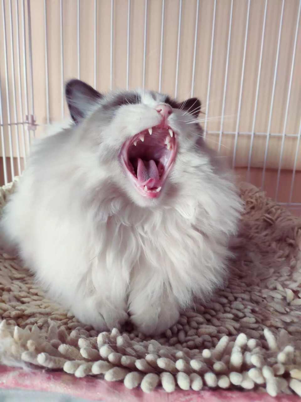 超级可爱的猫咪！?????