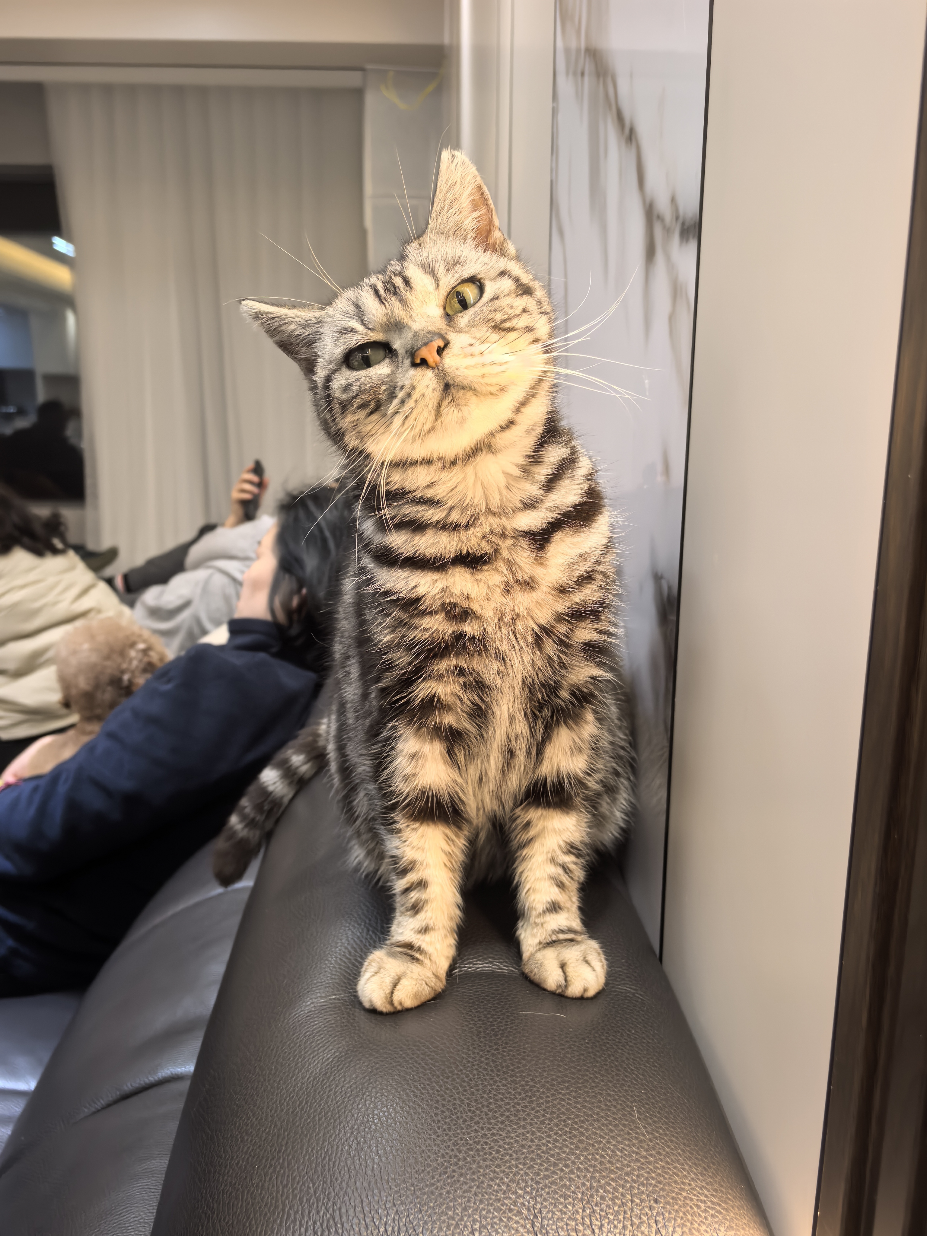 猫猫其它