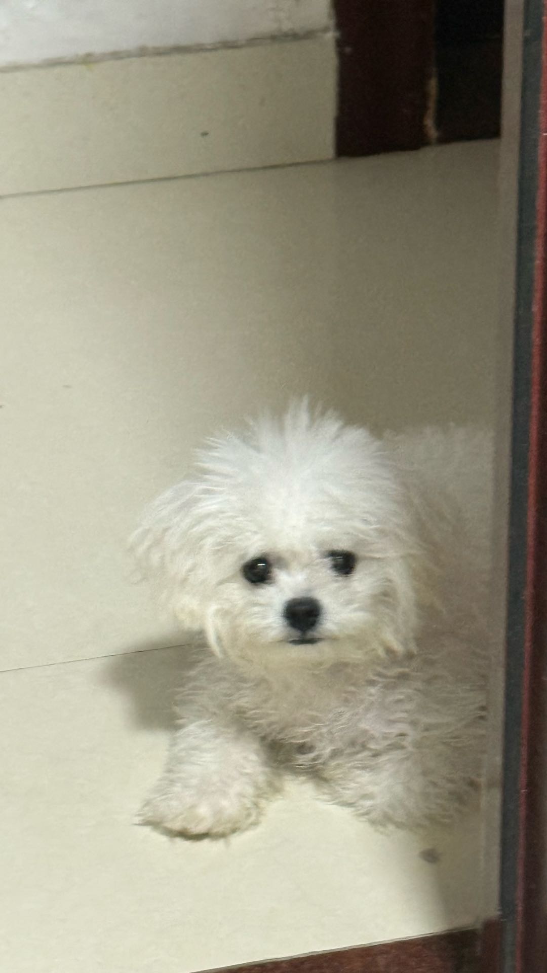 广东惠州比熊犬5个月，没时间照顾，找个对它好的主人。