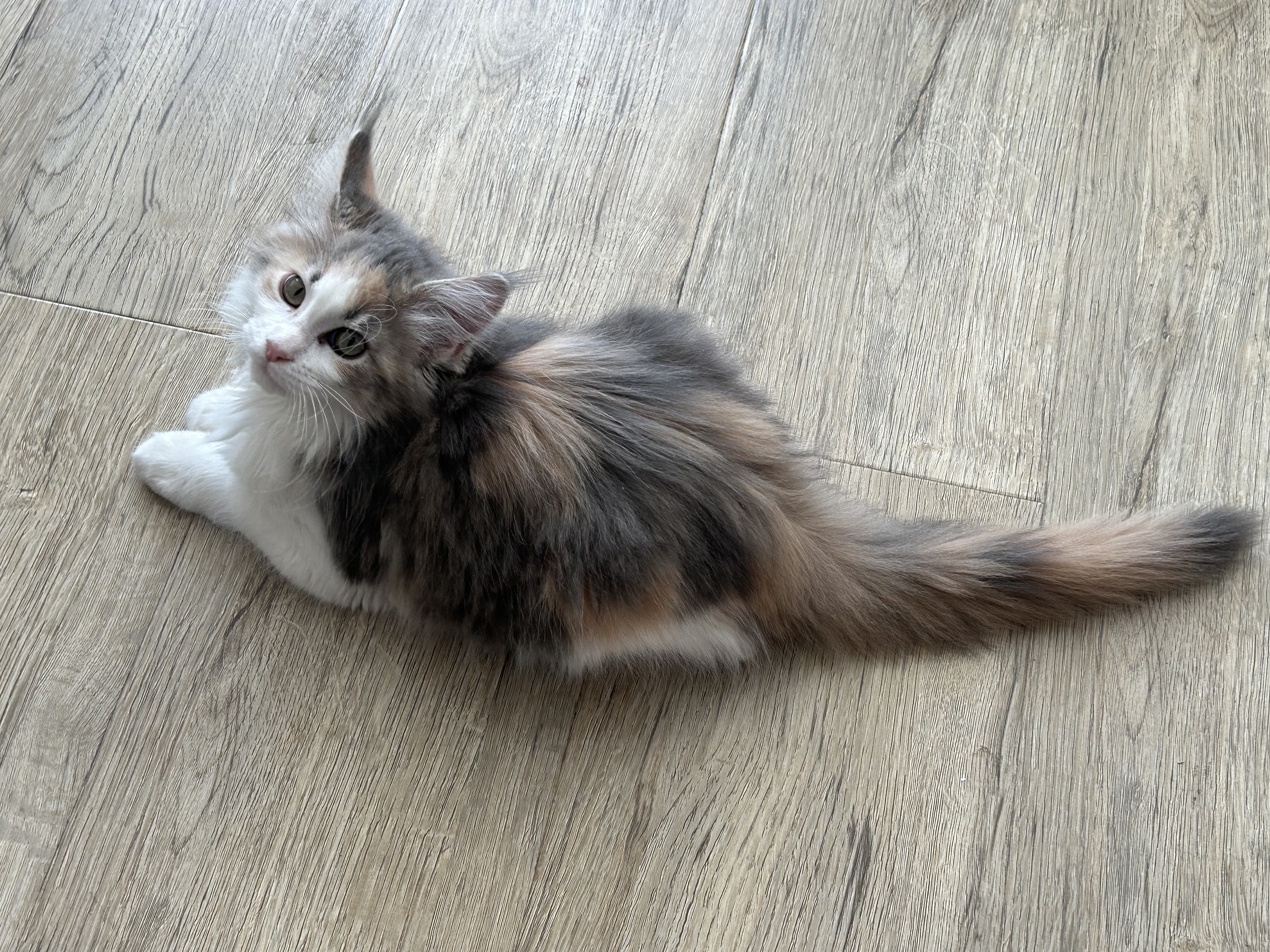 猫猫缅因猫