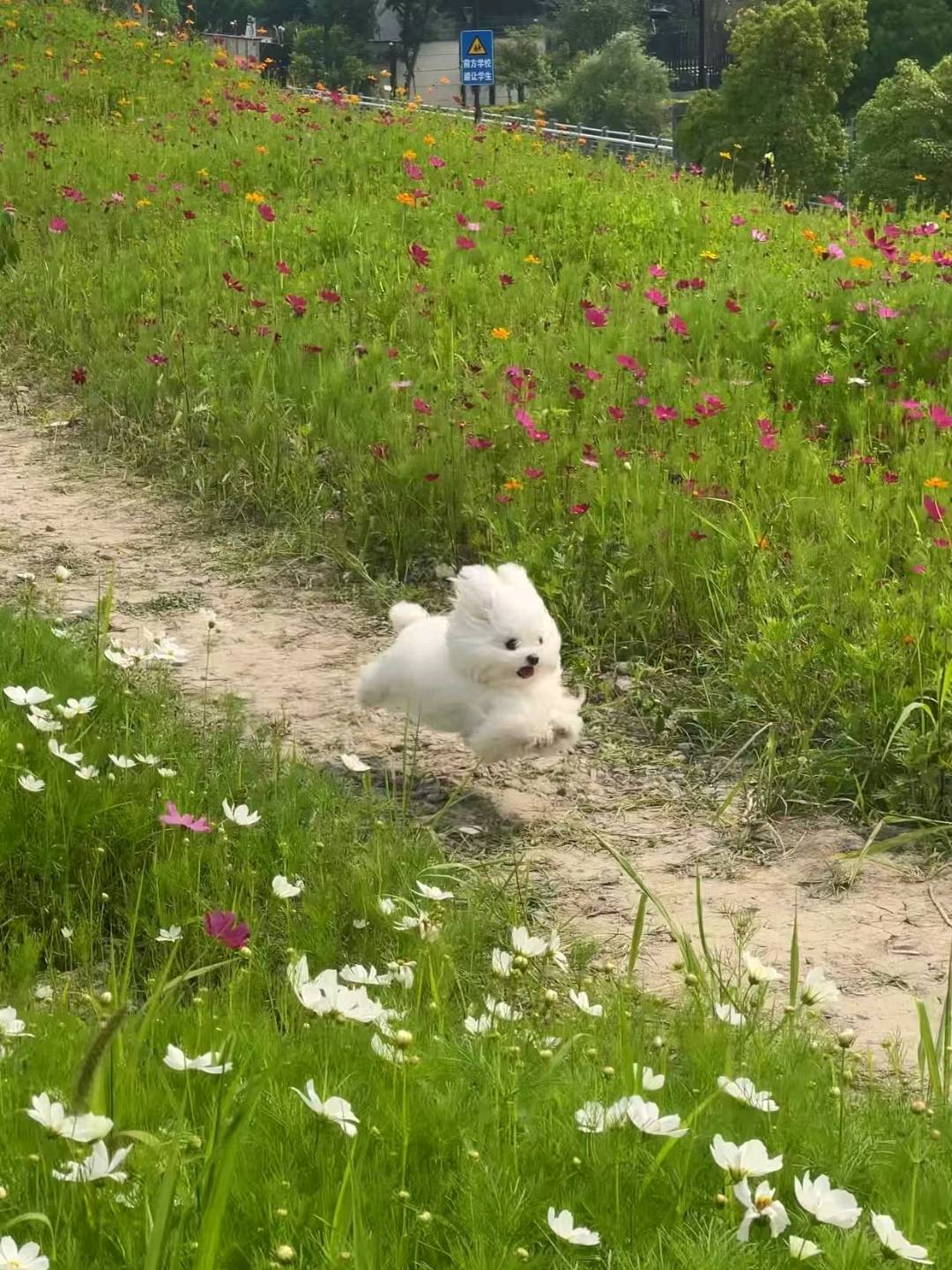可帮忙寄养，有养宠经验，可私信哦