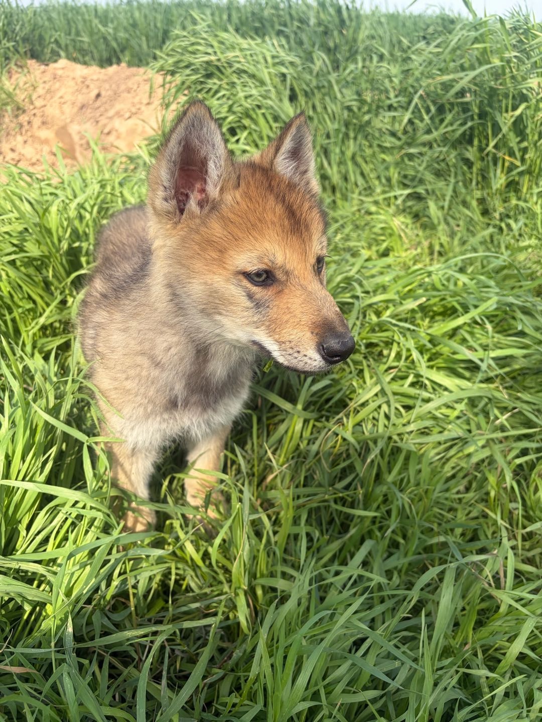 狗狗捷克狼犬