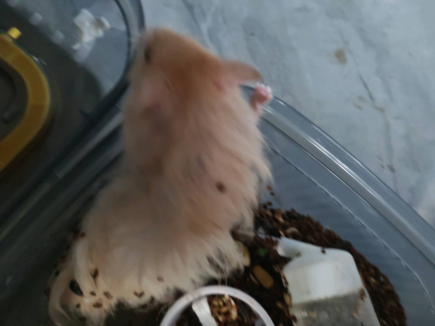 鼠类萌宠档案