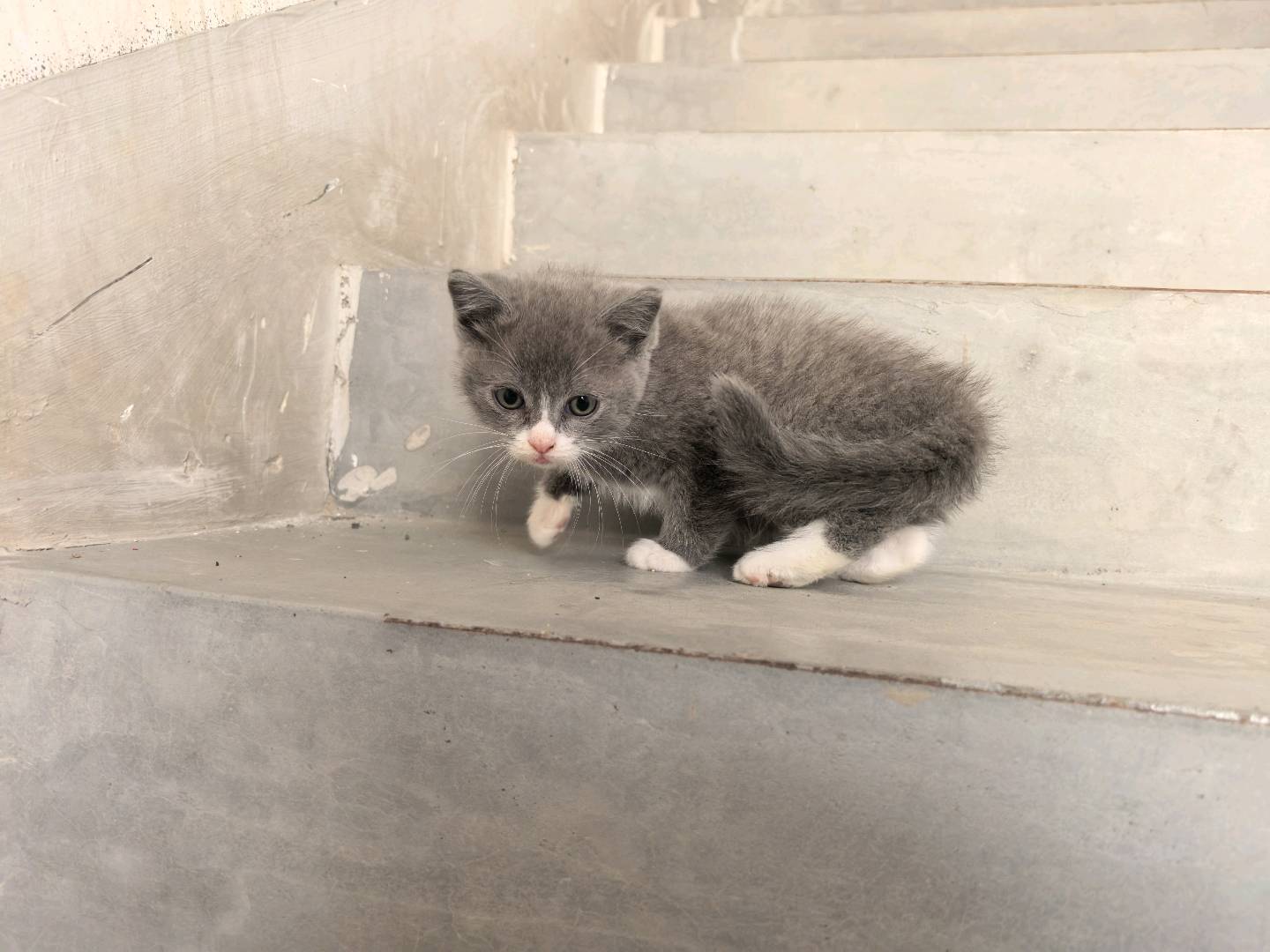 猫猫英国短毛猫