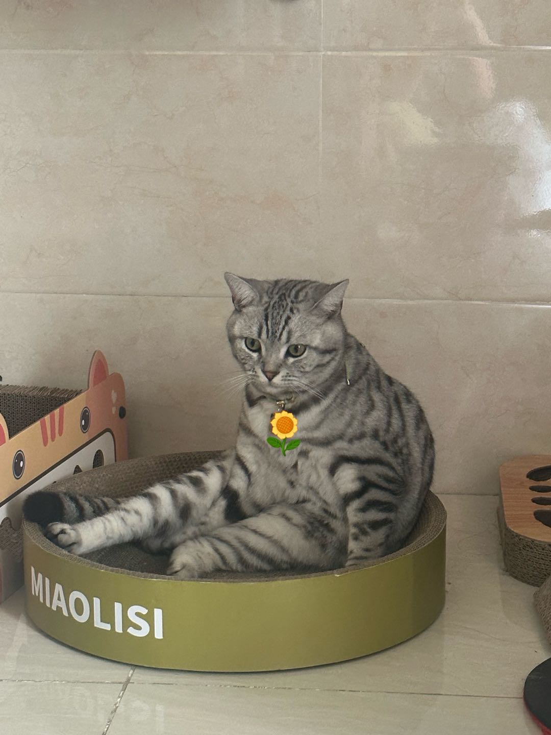 猫猫美国短毛猫