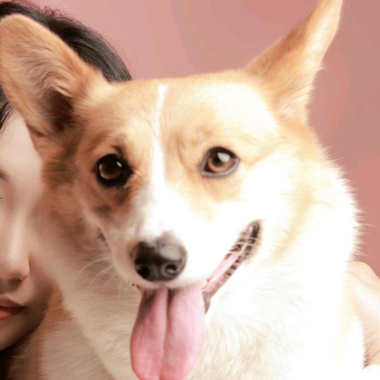 狗狗萌宠档案