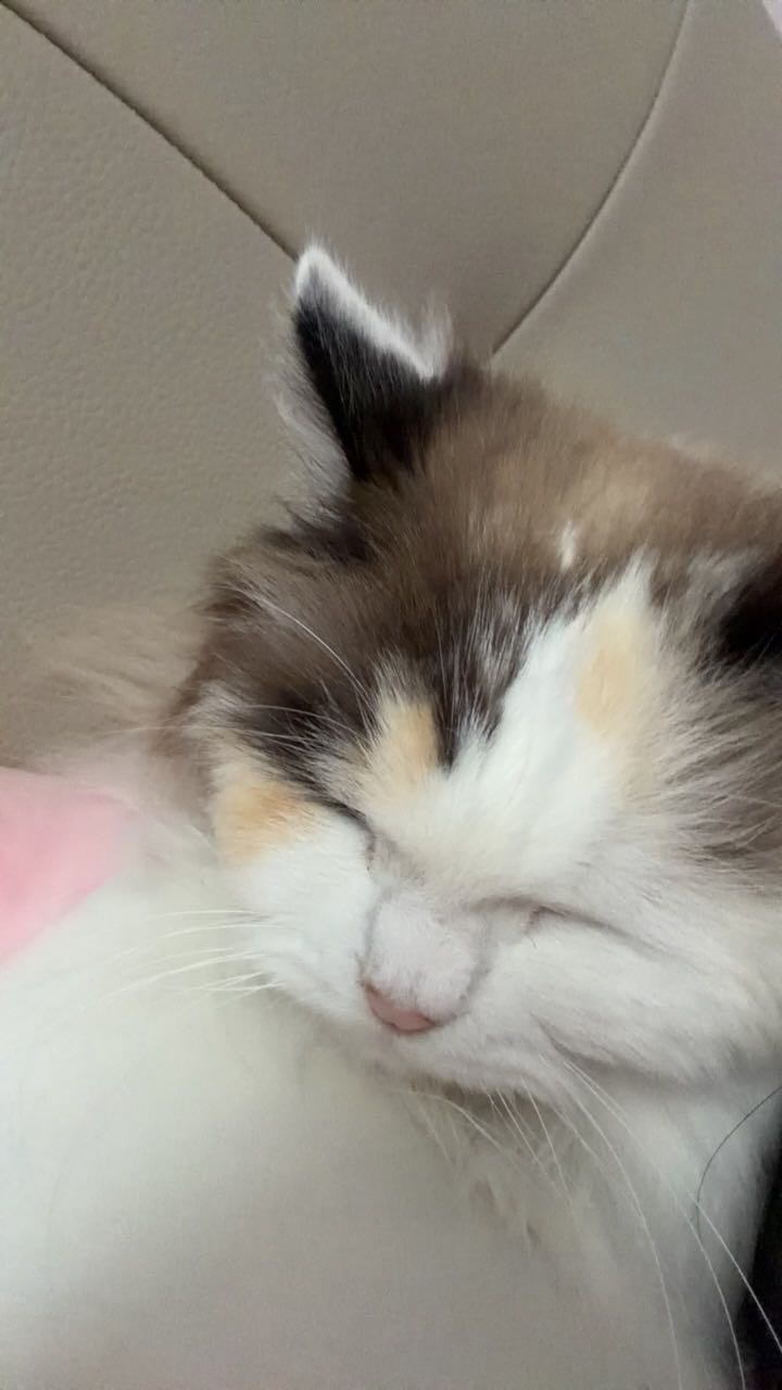 萌宠档案