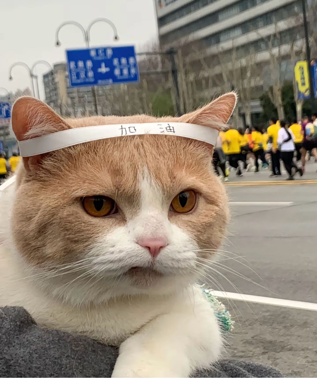 可帮忙喂养、溜宠。