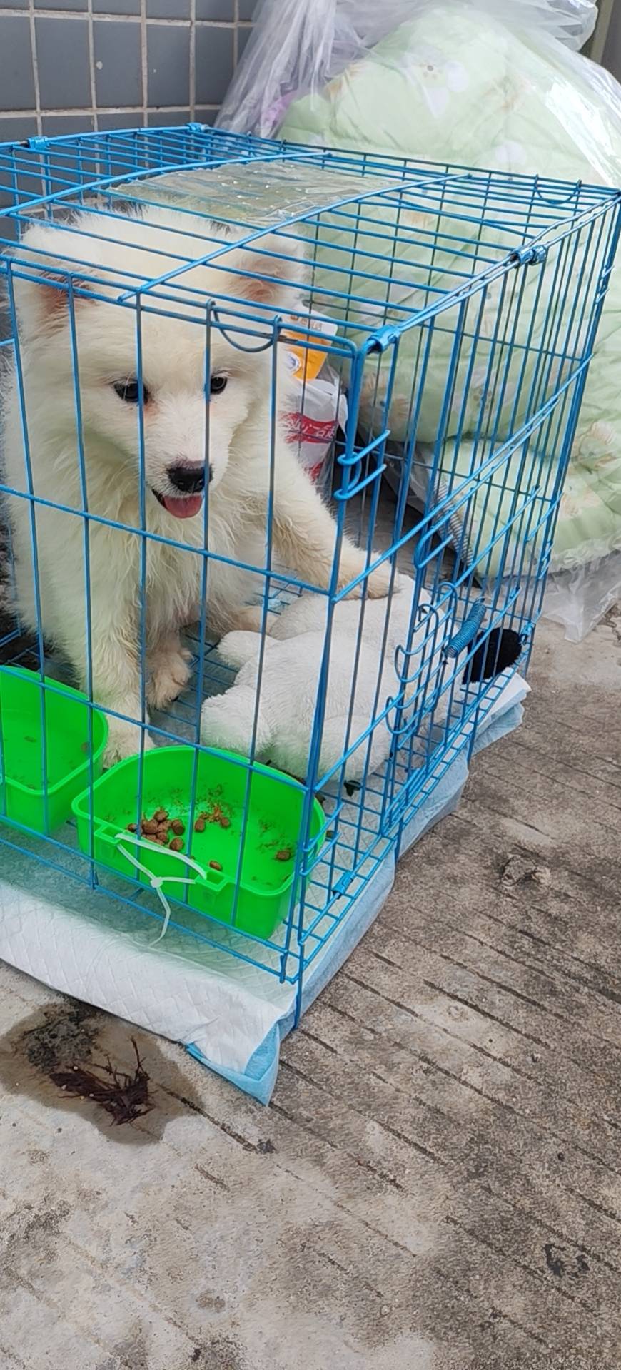 萨摩耶小型
