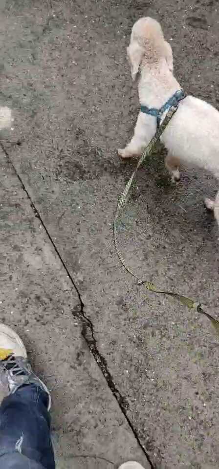 大家好！这是昨天和前天分别给两个客户的单！有需要遛狗！喂狗的（限不胆小的小犬）！有遛狗视频！也预约国庆遛狗！每分钟1块！也可以上门喂猫（更换食物，添加。洗碗。更