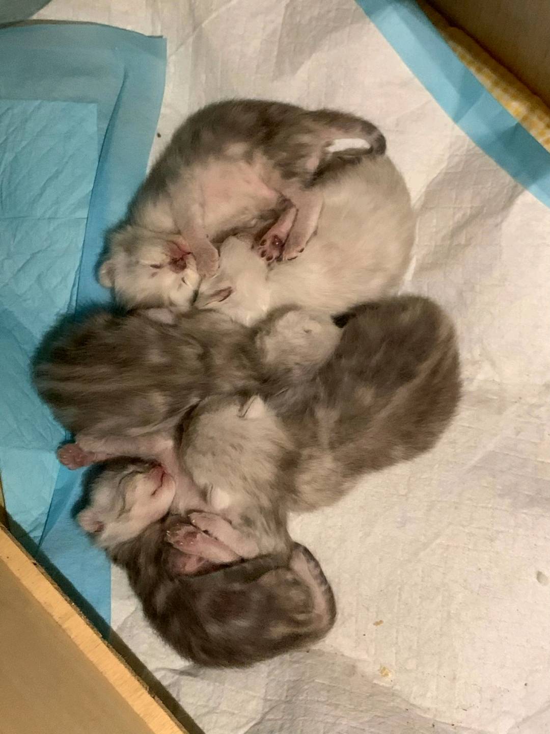 猫猫银渐层