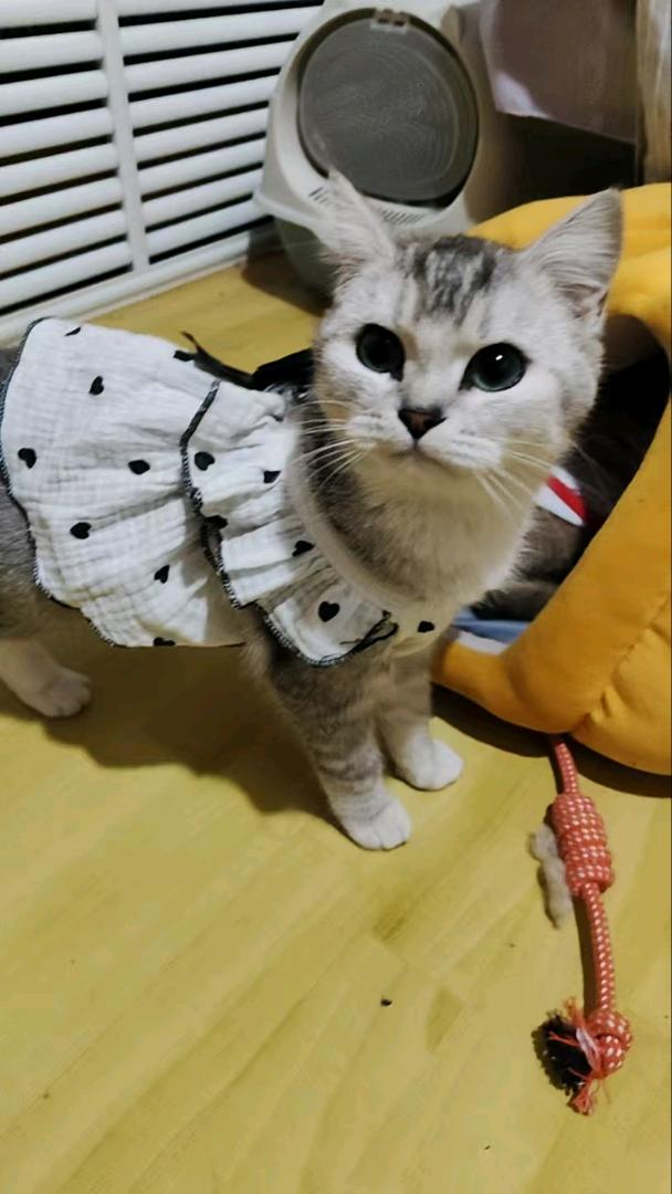 猫猫银渐层