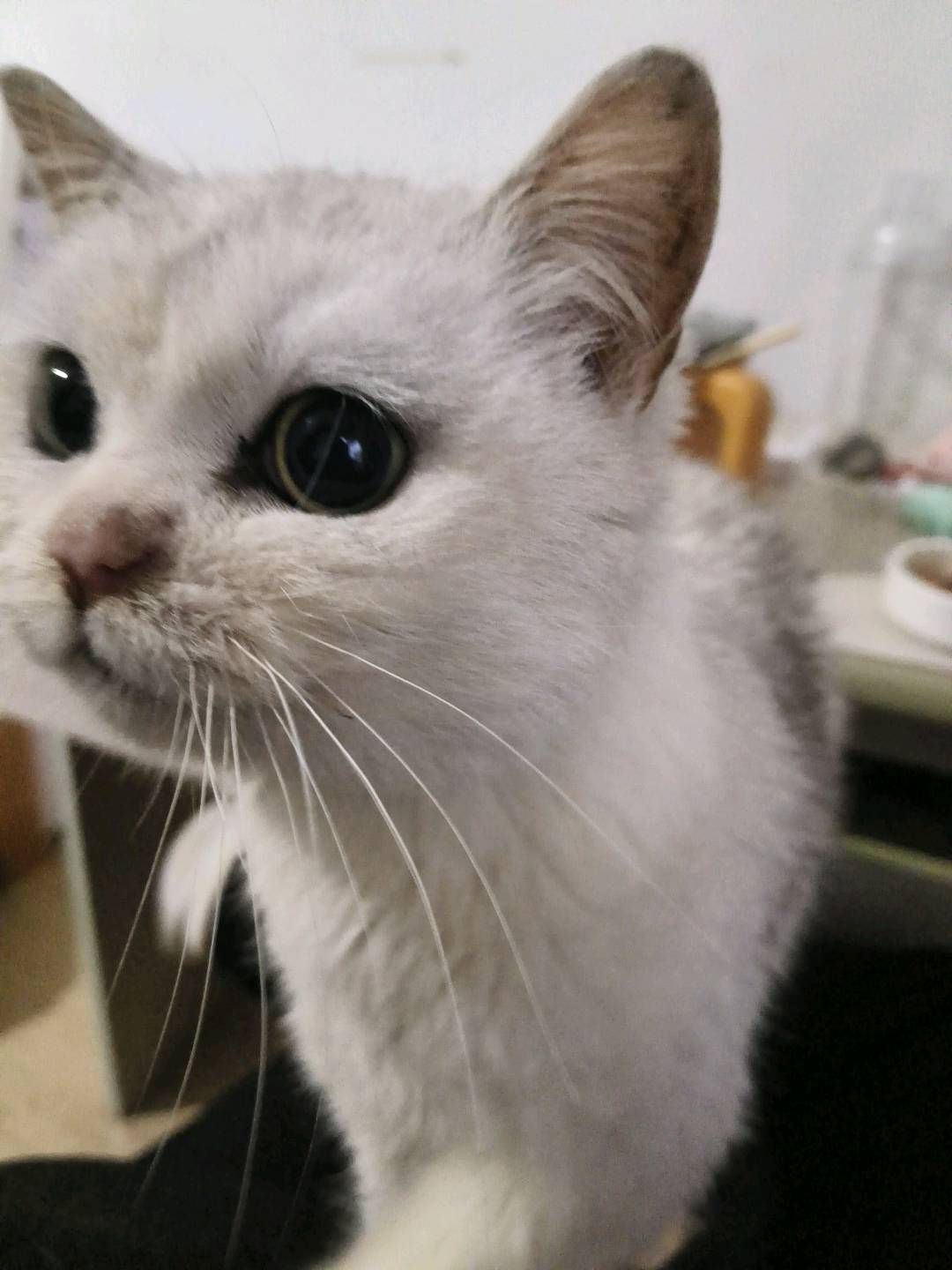 猫猫银渐层
