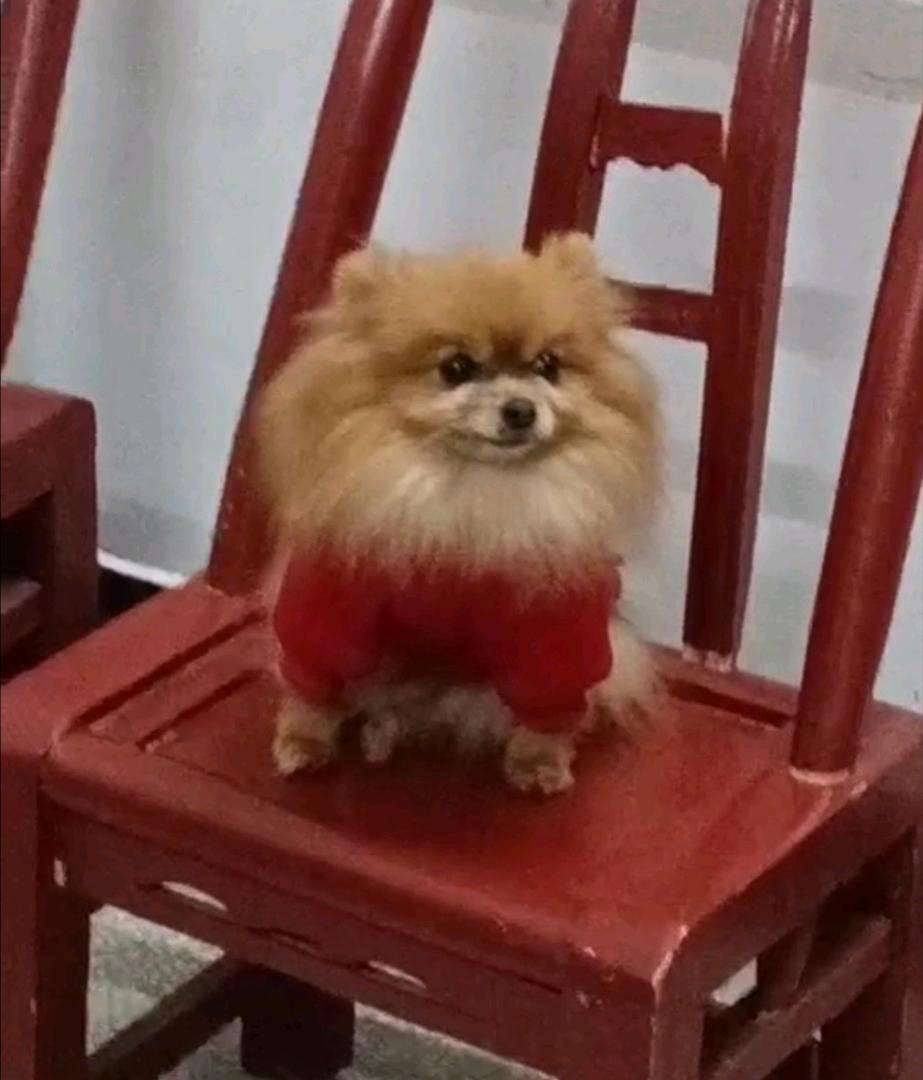 诚信经营 在校生上门帮忙遛狗遛猫