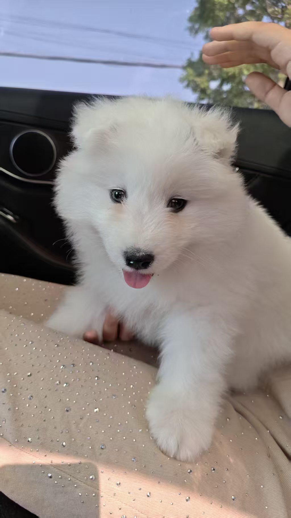 狗狗萨摩耶犬