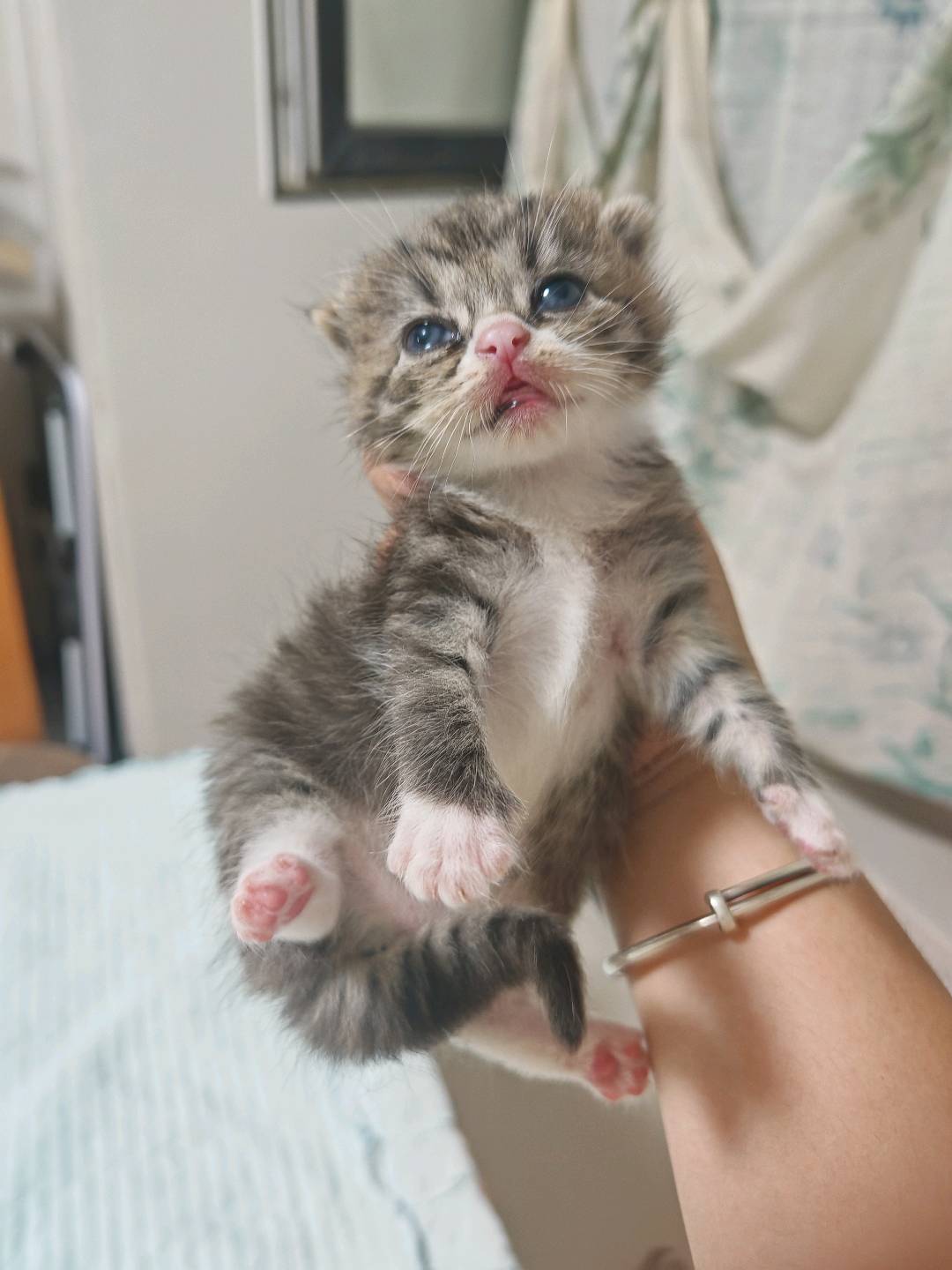 布偶混血猫仔母猫，身体健康，性格好，乖巧懂事，可爱，小猫咪从小养才能感情更深，是小母猫，长大长毛猫