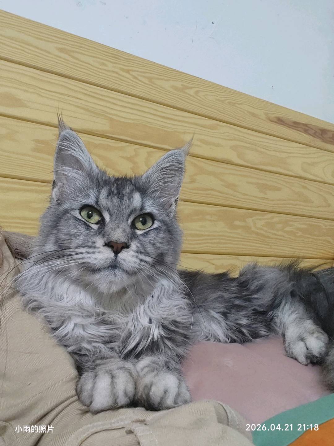 猫猫缅因猫