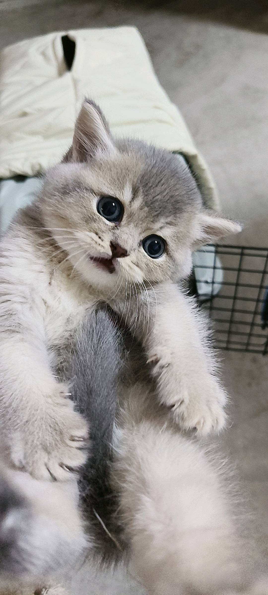 琥珀