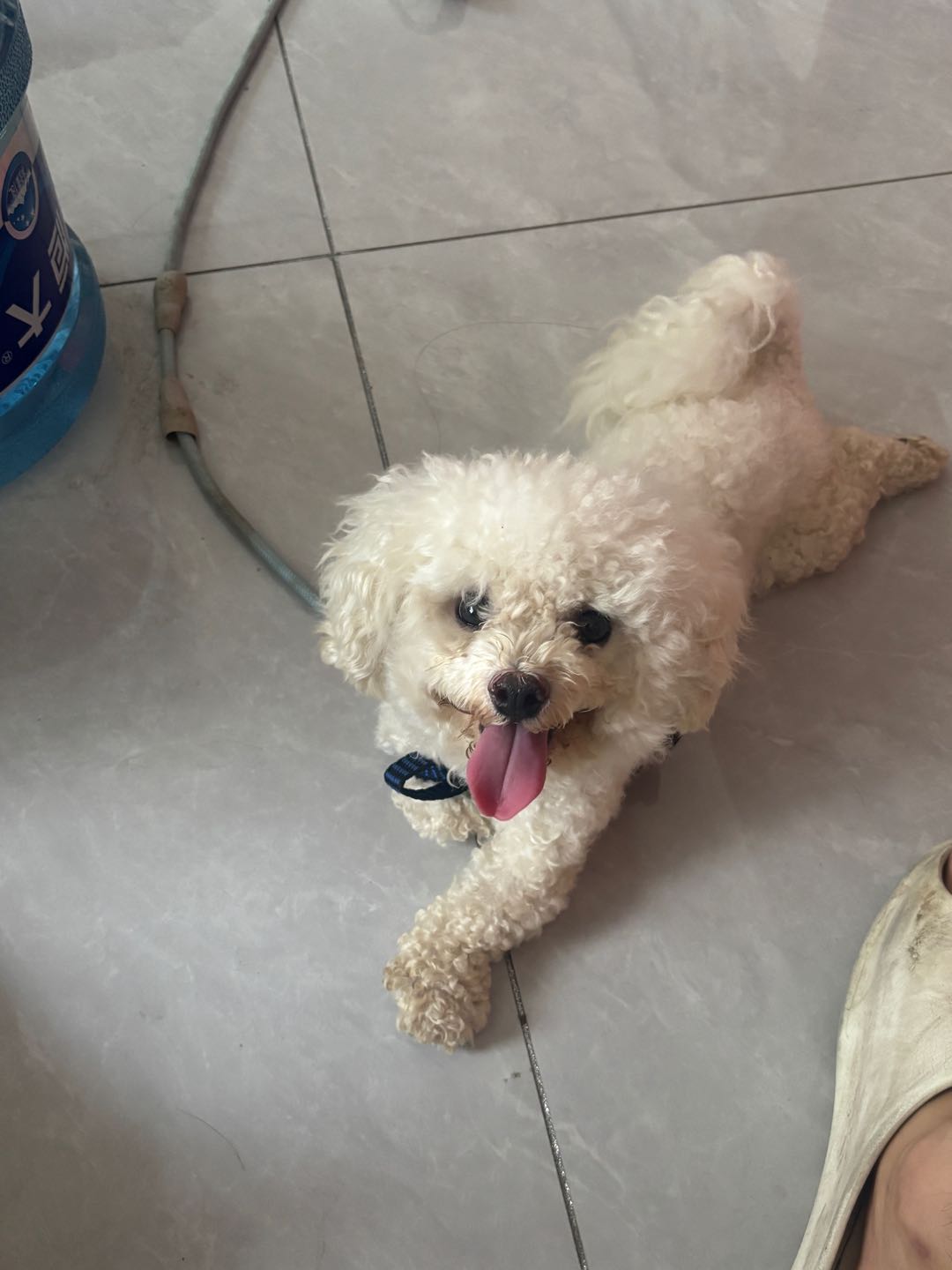 狗狗萌宠档案