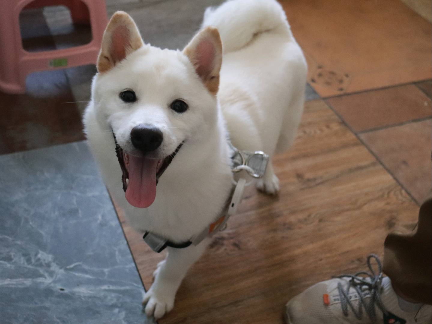 狗狗柴犬