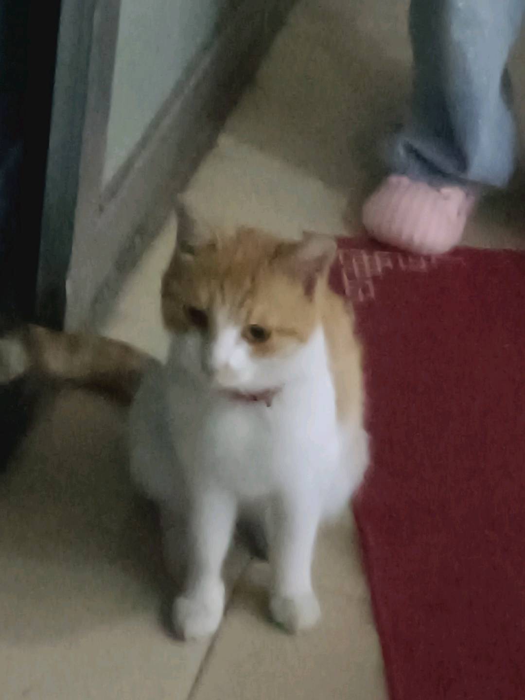 猫猫萌宠档案