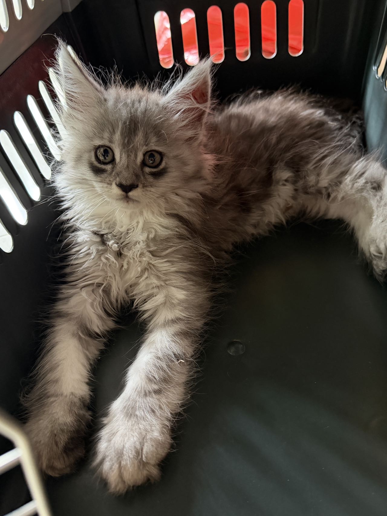 猫猫缅因猫